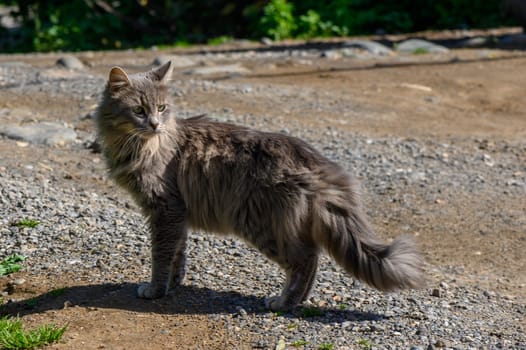 tabby cat in winter in Cyprus 1