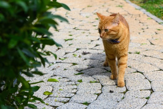red cat in winter in Cyprus 2