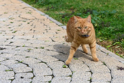 red cat in winter in Cyprus 1