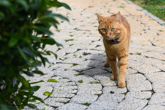 red cat in winter in Cyprus