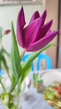 purple tulip flower, green plant leaf, flora. High quality photo