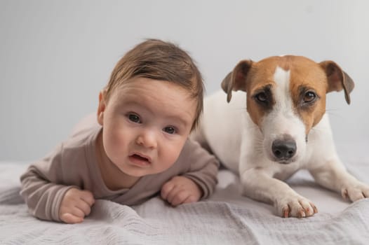 Portrait of a baby lying on his stomach and a Jack Russell Terrier dog