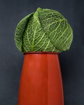 A lonely fresh savoy cabbage put on a orange iron pitcher on Dark background. Whole head of organic savoy cabbage, Space for text, Selective focus.