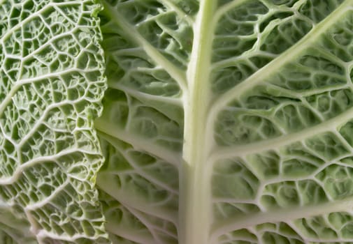 Macro picture of a fresh vegetable forming a natural texture. Close-up view of Savoy cabbage green leaves, Green vegetable backgound, Copy space, Selective focus.