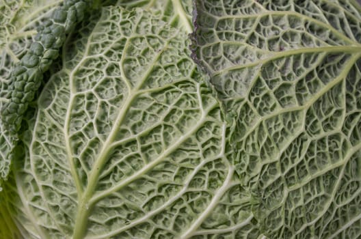 Close-up view of Savoy cabbage green leaves. Macro picture of a fresh vegetable forming a natural texture, Green vegetable backgound, Space for text, Selective focus.