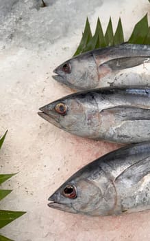 Tuna Mackerel fish fresh in the ice, local produce fish, japanese katsuo fish, or bonito tuna or cakalang or tongkol in local sushi restaurant