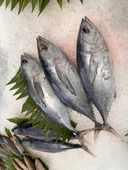 Tuna Mackerel fish fresh in the ice, local produce fish, japanese katsuo fish, or bonito tuna or cakalang or tongkol in local sushi restaurant
