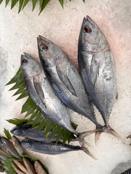 Tuna Mackerel fish fresh in the ice, local produce fish, japanese katsuo fish, or bonito tuna or cakalang or tongkol in local sushi restaurant