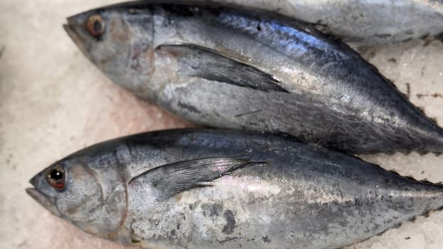 Tuna Mackerel fish fresh in the ice, local produce fish, japanese katsuo fish, or bonito tuna or cakalang or tongkol in local sushi restaurant