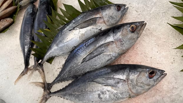 Tuna Mackerel fish fresh in the ice, local produce fish, japanese katsuo fish, or bonito tuna or cakalang or tongkol in local sushi restaurant
