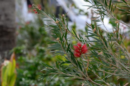 red tropical decorative flowers in cyprus