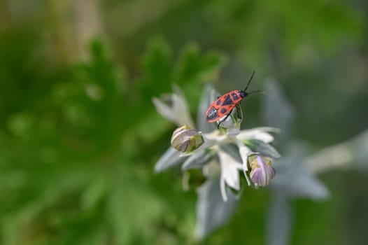 red tropical decorative flowers in cyprus 1