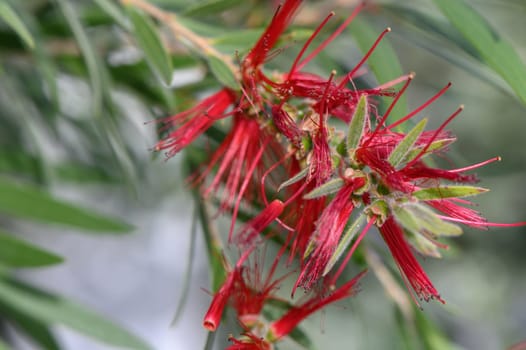 red tropical decorative flowers in cyprus 2