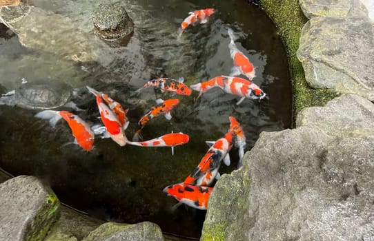 Colorful ornamental Koi fish float in the artificial pond, view from above good for content multimedia background