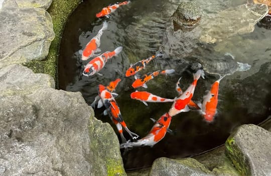 Colorful ornamental Koi fish float in the artificial pond, view from above good for content multimedia background