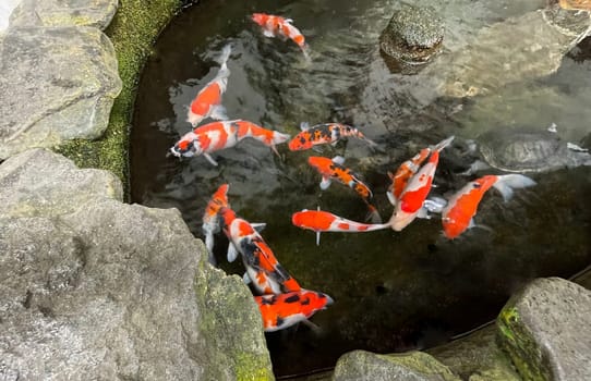 Colorful ornamental Koi fish float in the artificial pond, view from above good for content multimedia background