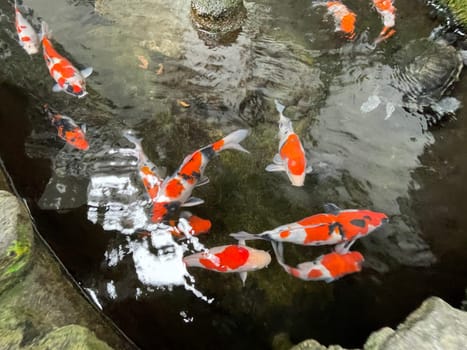 Colorful ornamental Koi fish float in the artificial pond, view from above good for content multimedia background
