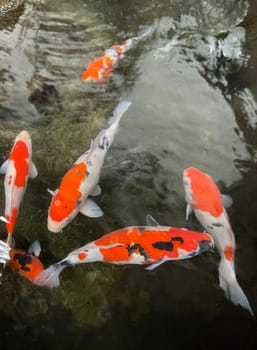 Colorful ornamental Koi fish float in the artificial pond, view from above good for content multimedia background