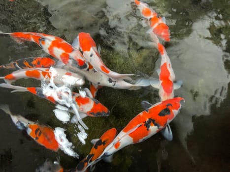Colorful ornamental Koi fish float in the artificial pond, view from above good for content multimedia background