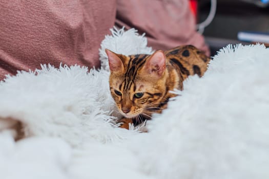 Bengal kitty cat laying on the white fury blanket indoors