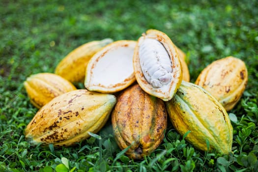 Pile Of  cocoa fruits pods lay on grass background on sunny day. Fresh cocoa pod cut exposing cocoa seeds.