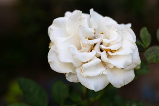 An old white rose at the park with green leaves.