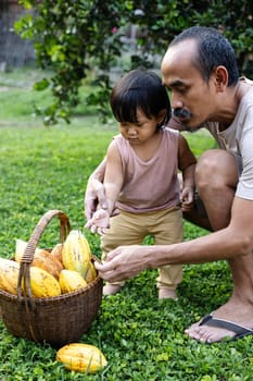 Father Is Teaching Son About CoCoa Fruit Cultivation. Cocoa fruit in the bamboo basket.