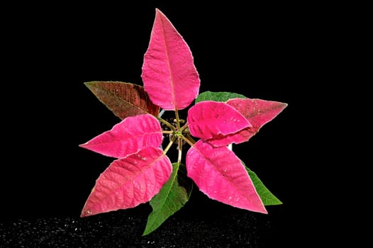 Blossoming red Poinsettia flowering plant. Close-up on a black background