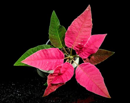 Blossoming red Poinsettia flowering plant. Close-up on a black background