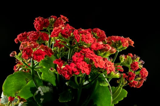Blossoming red Kalanchoe flowers on a black background