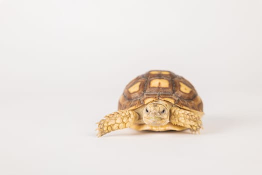 An isolated portrait of a little African spurred tortoise, also known as the sulcata tortoise, against a white background. This adorable reptile showcases the beauty of nature's design.