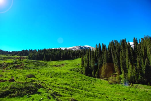 A hiking paradise in Alpine meadow zone in mountains at summer