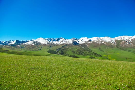 A hiking paradise in Alpine meadow zone in mountains at summer