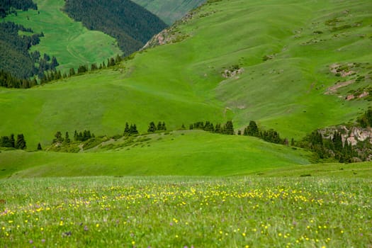 A hiking paradise in Alpine meadow zone in mountains at summer