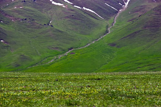 A hiking paradise in Alpine meadow zone in mountains at summer