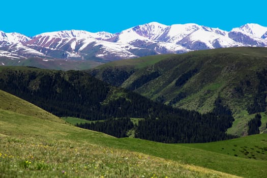 A hiking paradise in Alpine meadow zone in mountains at summer