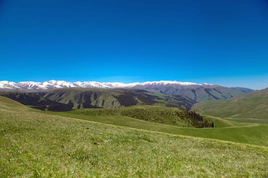 A hiking paradise in Alpine meadow zone in mountains at summer