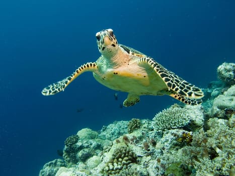 Sea turtle at reef. Hawksbill Turtle - Eretmochelys imbricata floats under water.