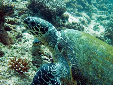 Sea turtle at reef. Hawksbill Turtle - Eretmochelys imbricata floats under water.