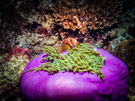 Maldive Anemonefish (Amphiprion nigripes) hiding in anemone tentacles. A large basket looks like, magenta colored body of anemone with light green tentacles and orange fish with white strip.