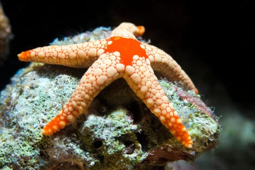 A close-up of starfish at the bottom of the sea