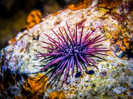 Sea urchin on rock. Sea urchin macro. Marine life at coral reef and its ecosystem at night. Diving and exploring at Maldivian archipelago.