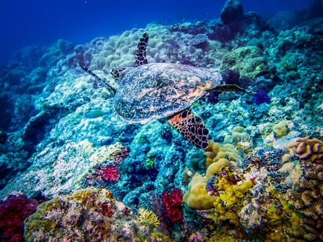 Sea turtle at reef. Hawksbill Turtle - Eretmochelys imbricata floats under water.