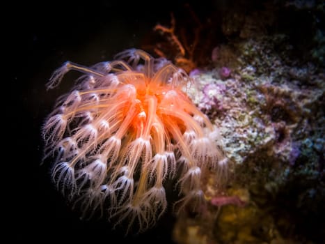 Sunflower coral. Closeup of yellow coral polyp. Actinia Tubastraea