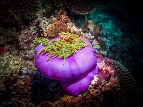Maldive Anemonefish (Amphiprion nigripes) hiding in anemone tentacles. A large basket looks like, magenta colored body of anemone with light green tentacles and orange fish with white strip.