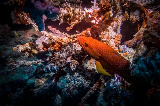 Tropical coral reef fish - Coral trout (leopard coral grouper). Orange fish with blue spots in hideaway. Marine life at coral reef and its ecosystem at night.