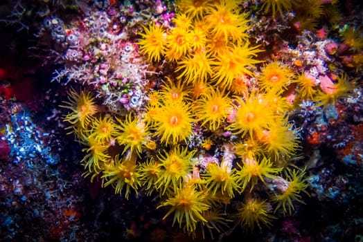 Sunflower coral. Macro photography of yellow coral polyp. Actinia Tubastraea. Sea anemone.