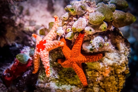 A close-up of starfish at the bottom of the sea