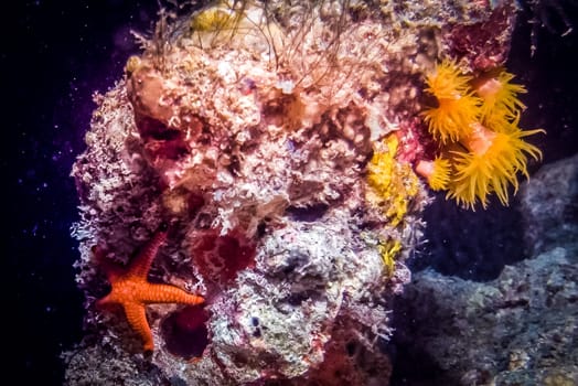 A close-up of starfish at the bottom of the sea