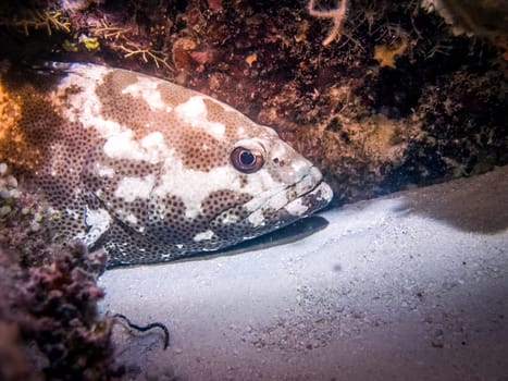 The camouflage grouper. Close up shot during dive safari at Maldives